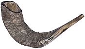 A ram's horn Shofar